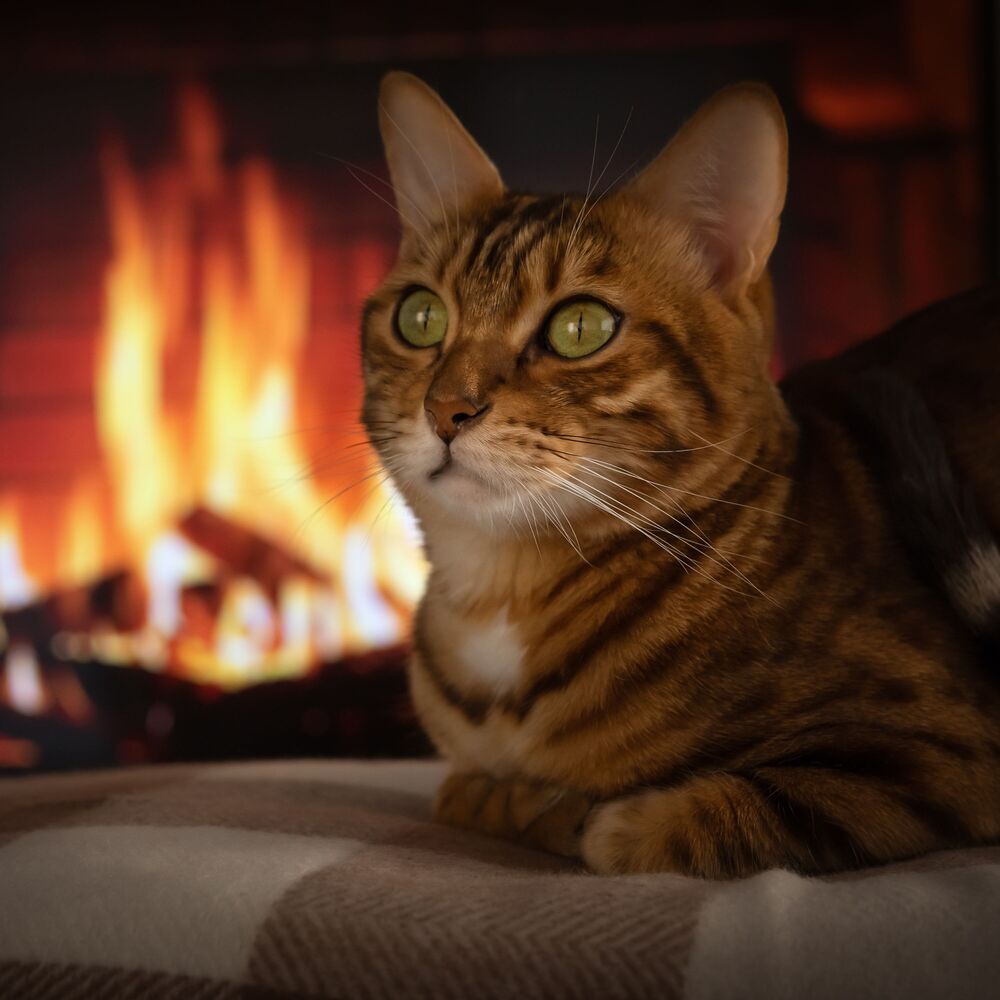 Picture of Purrfect Nature Retreat: Binaural Melodies for Cats