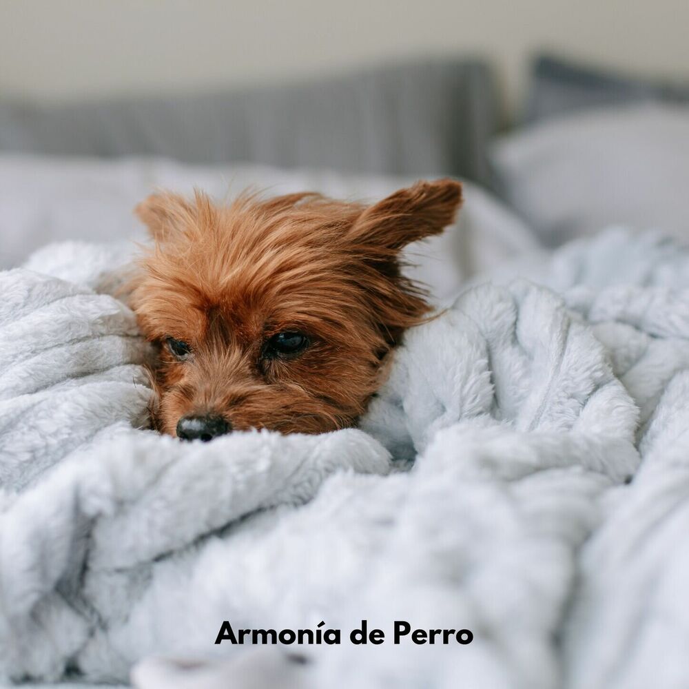 Picture of Armonía de Perro