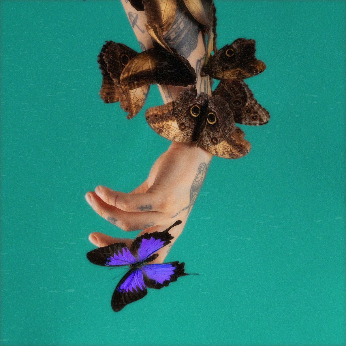 Album cover of Fiołkowe Pole