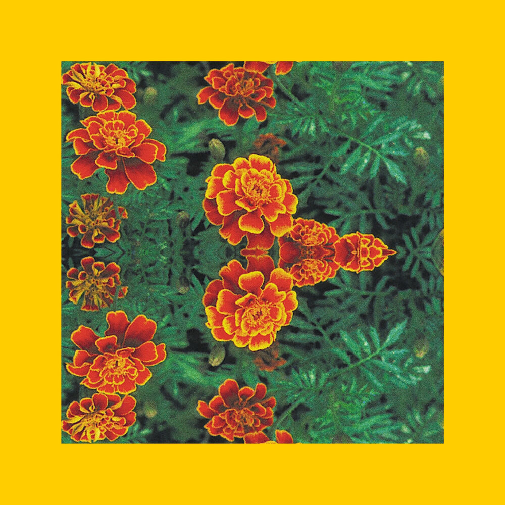 Picture of Marigolds