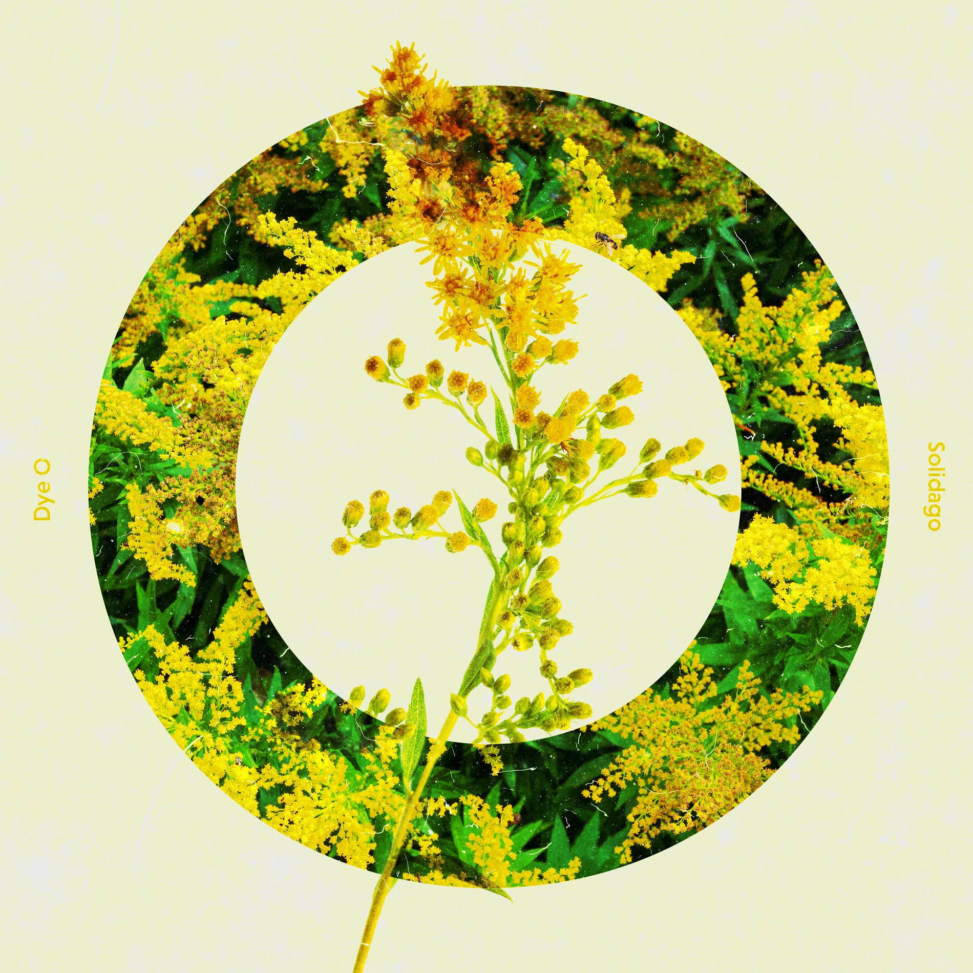 Album cover of Solidago