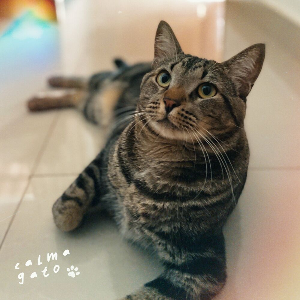 Picture of Calma Gato