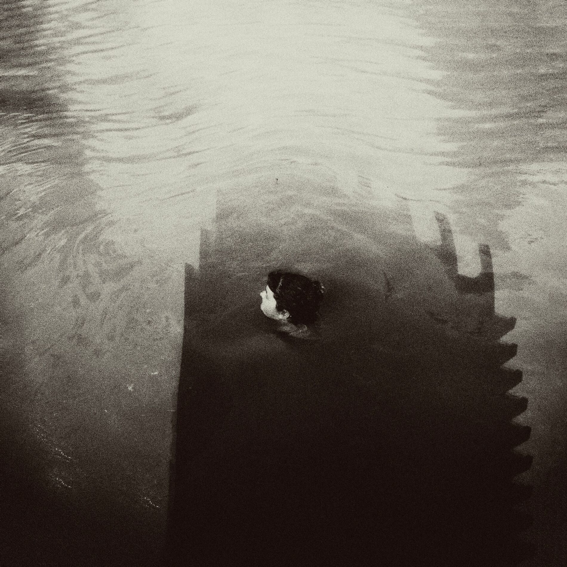 Album cover of Memória da Pedra Mãe