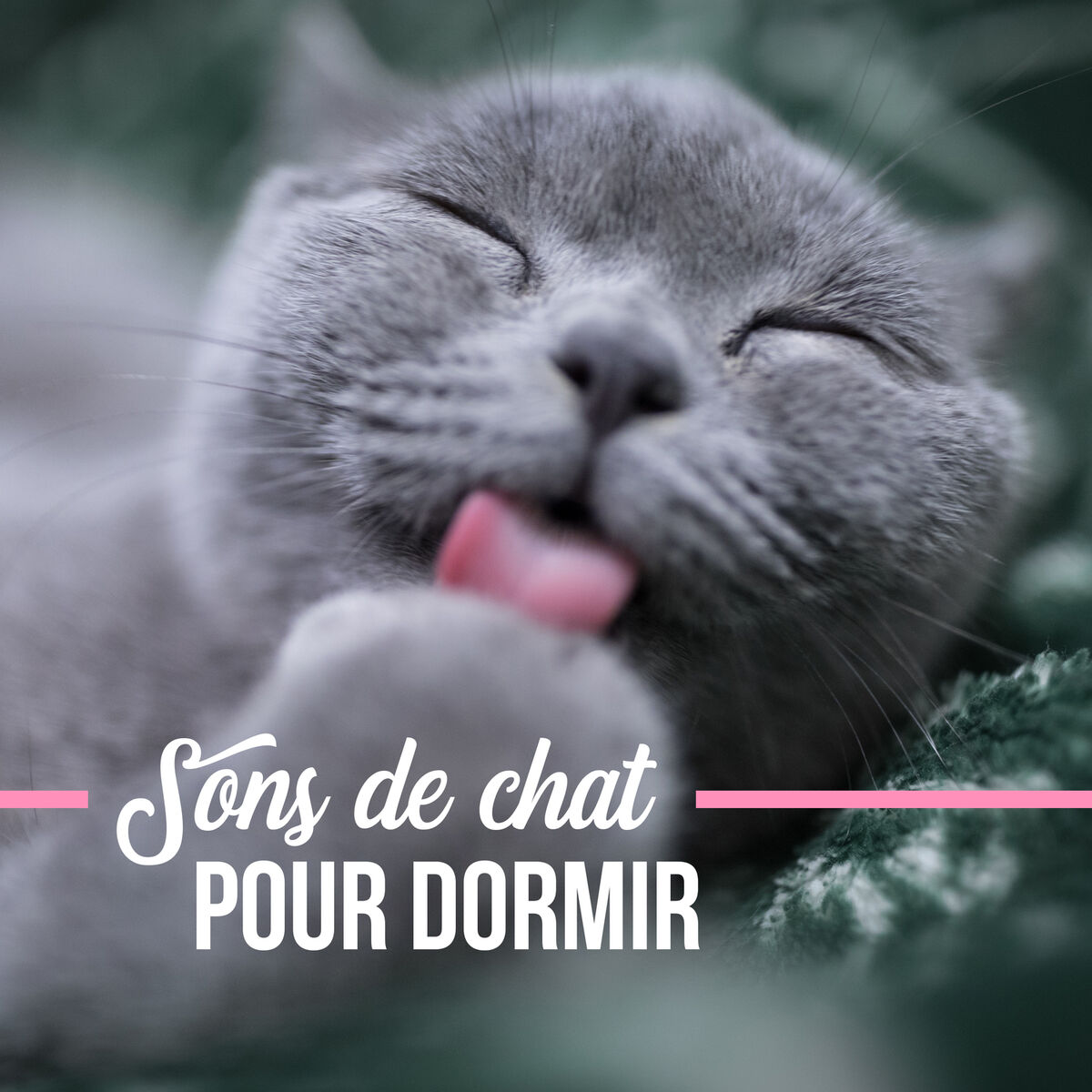 Album cover of Sons de chat pour dormir: Ronronnement relaxant, Sons ASMR, Sommeil profond