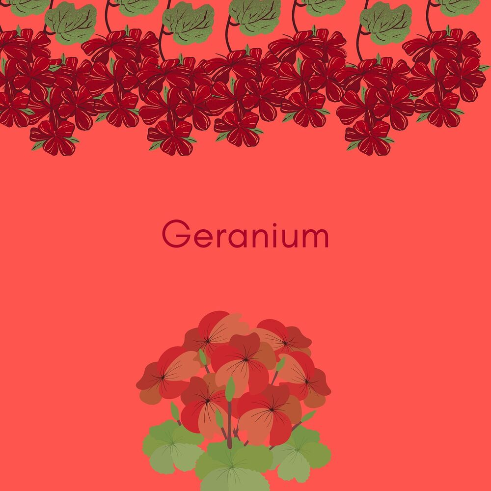 Picture of Geranium