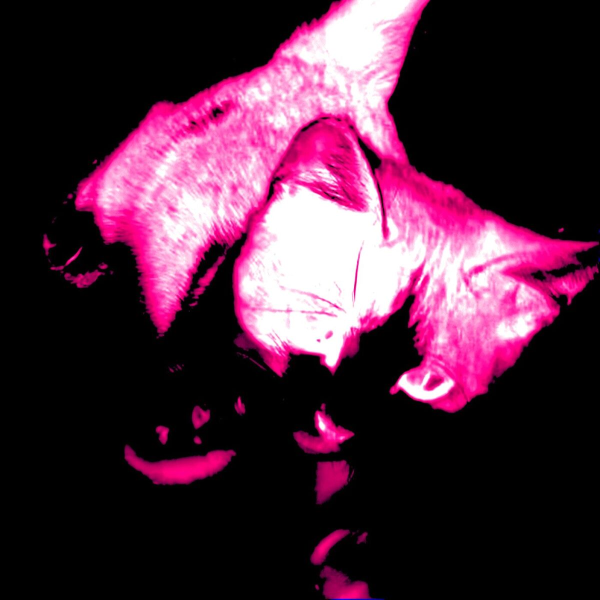 Album cover of blanc
