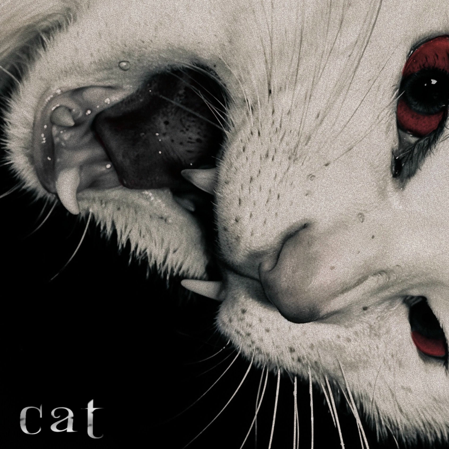 Album cover of Cat