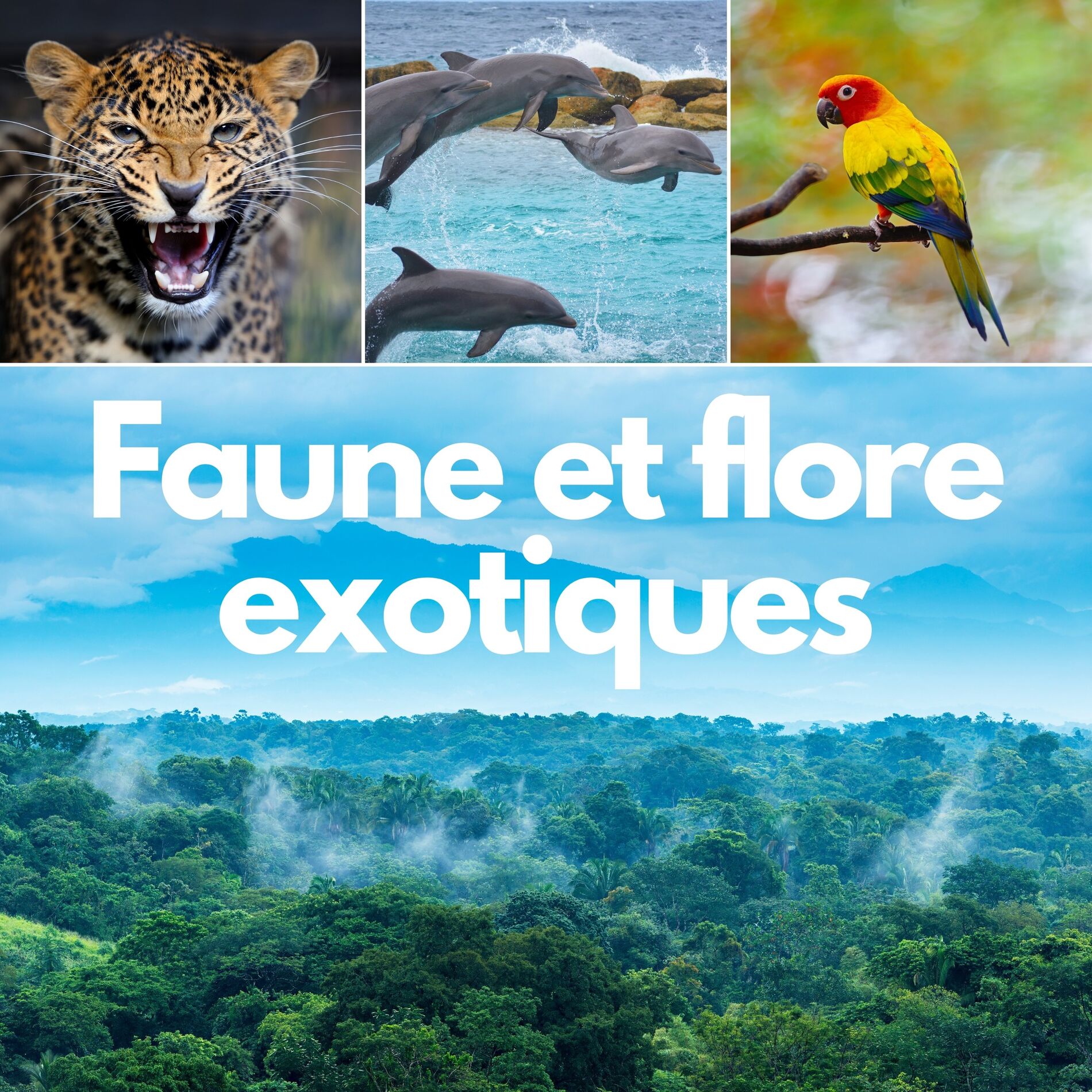 Album cover of Faune et flore exotiques: Sons de la nature sauvage, Forêt tropicale, Détente naturelle
