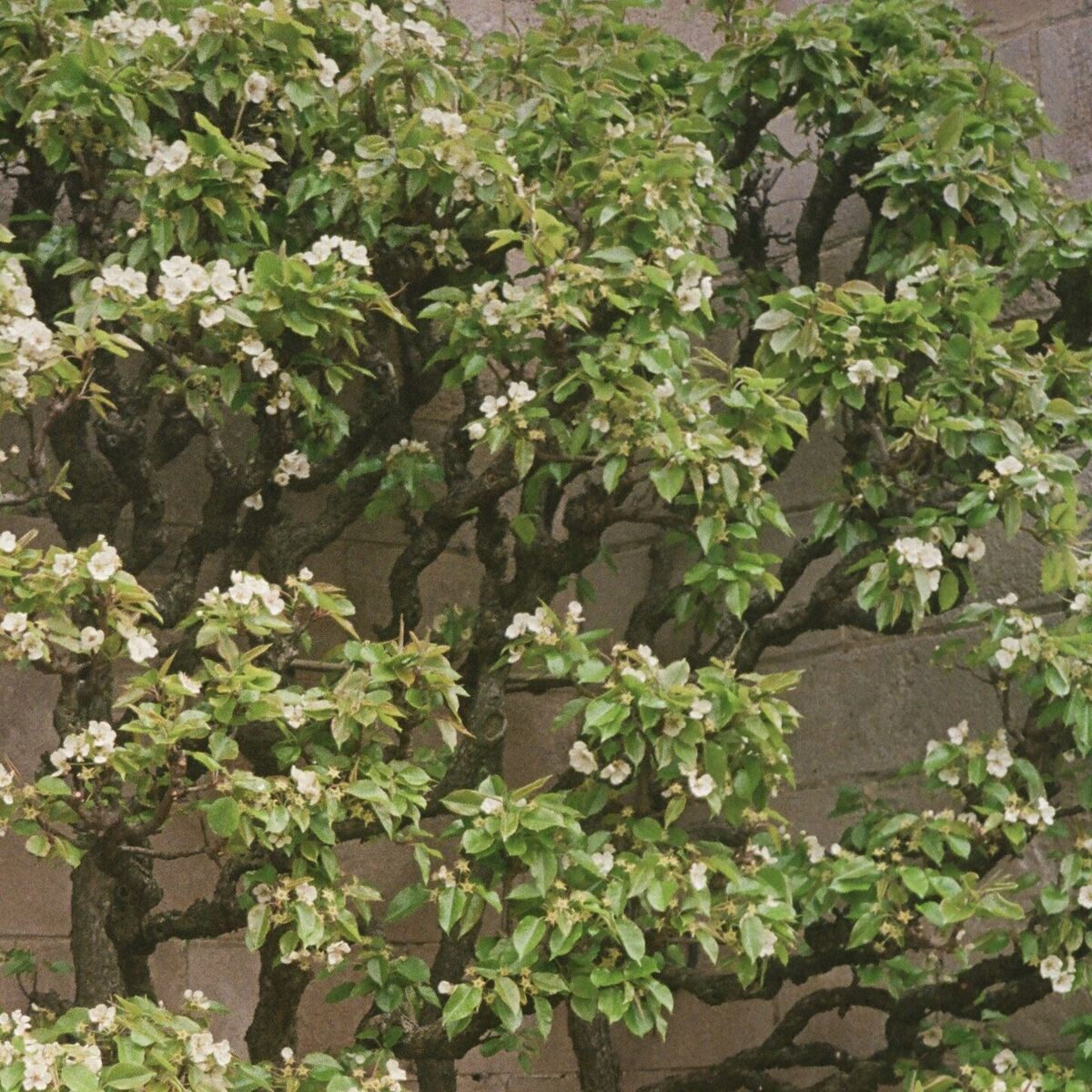 Album cover of Greenery