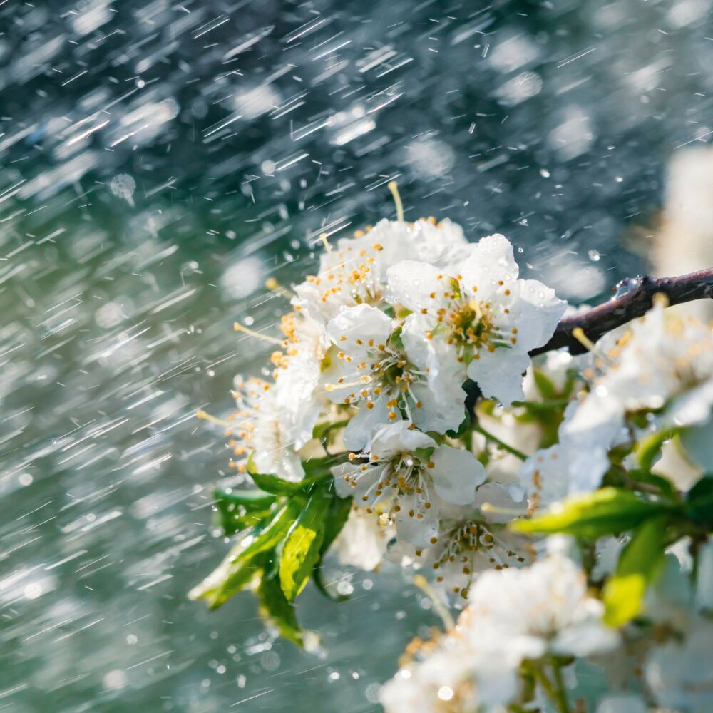 Picture of Raindrop Revival Therapy: Music for Stress Relief
