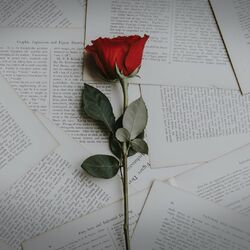 Cover of A Little Piece of Love