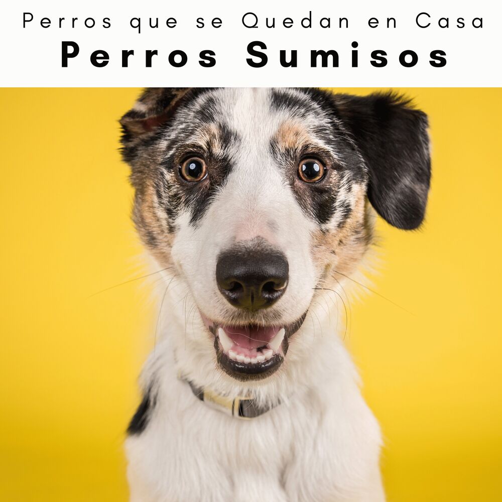 Picture of 4 Patas: Perros Sumisos