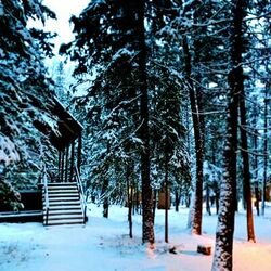 Cover of Wintersongs
