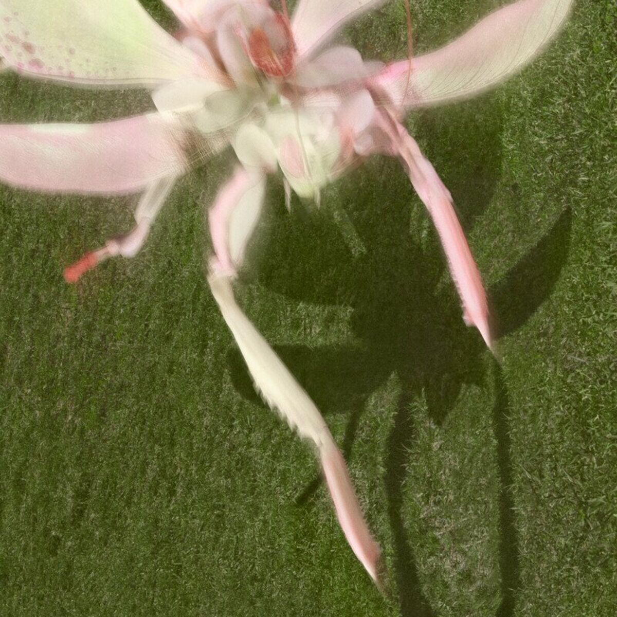 Album cover of ! MAVIS BEACON