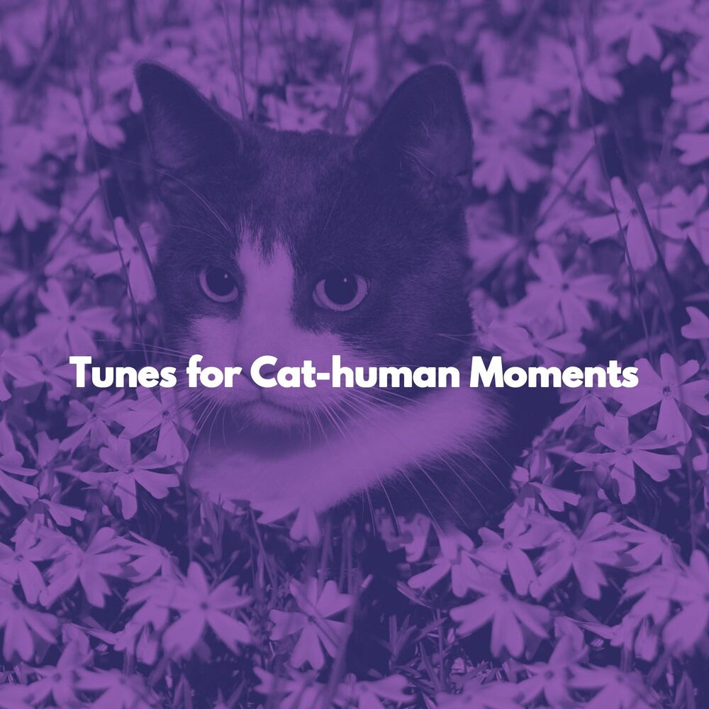Picture of Tunes for Cat-human Moments