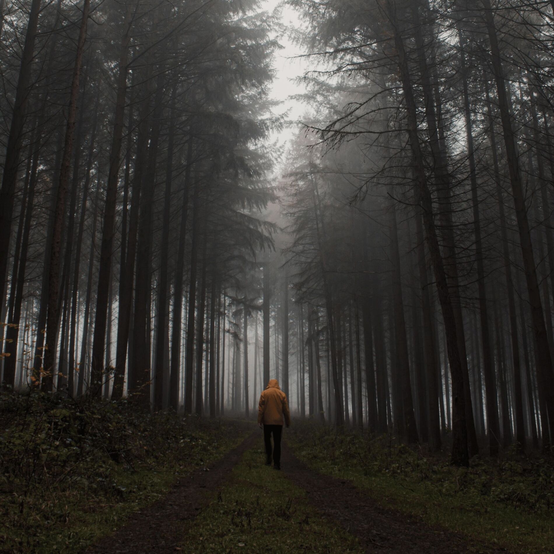 Album cover of Ghost In The Night
