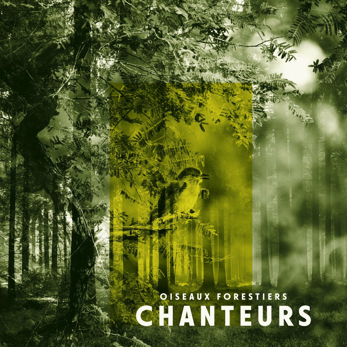 Album cover of Oiseaux forestiers chanteurs: Sons de la nature pour la relaxation et le soulagement du stress