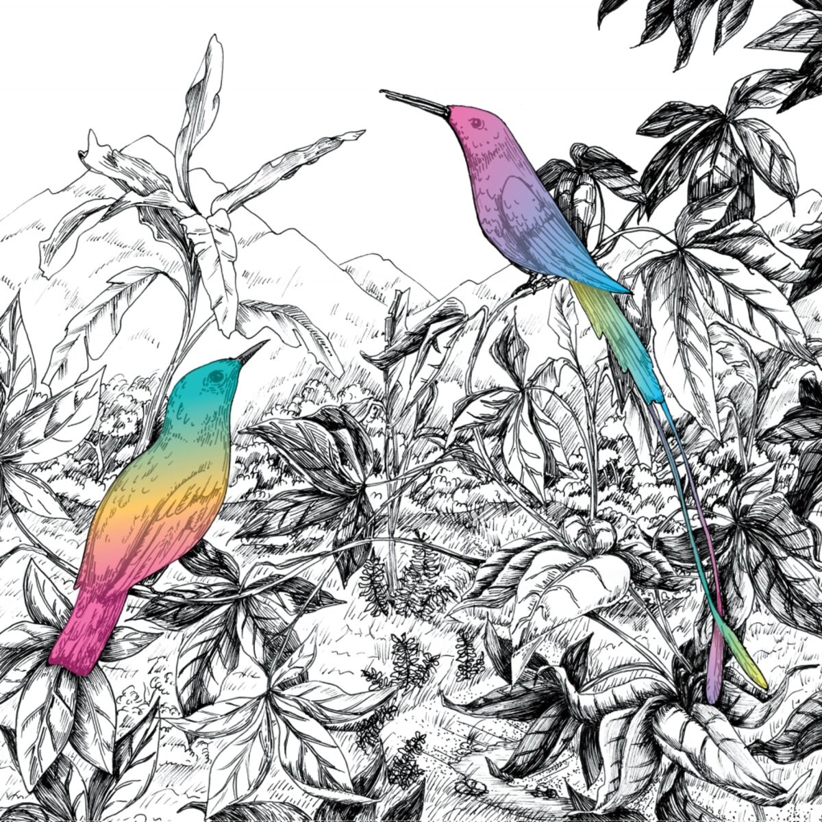 Album cover of Two Birds