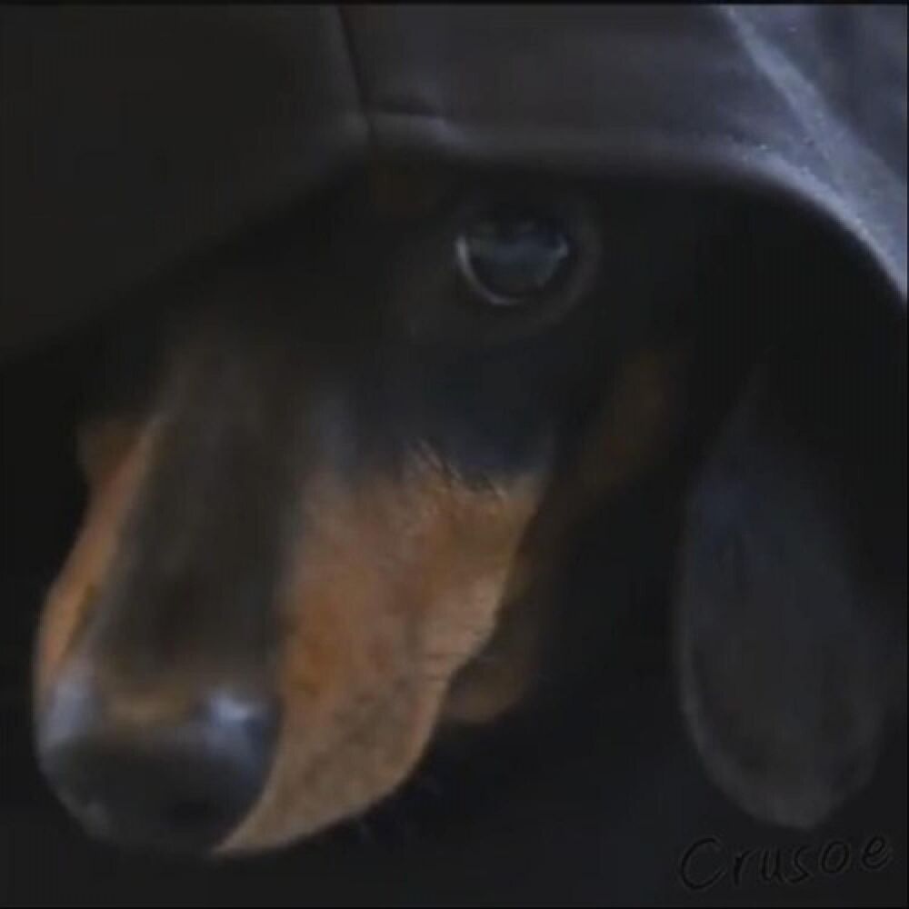 Picture of Darth