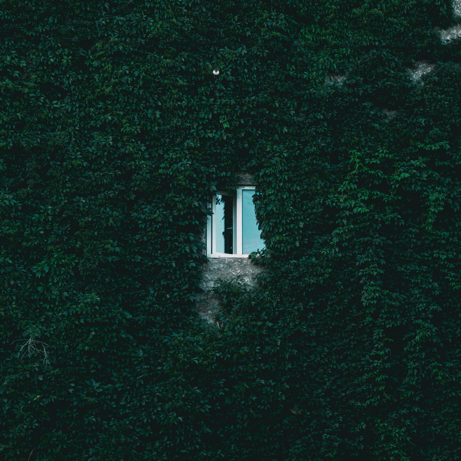 Album cover of At Your Will