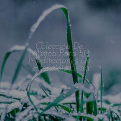 Cover of Colección De Música Para 50 Meditaciones De Atención Plena