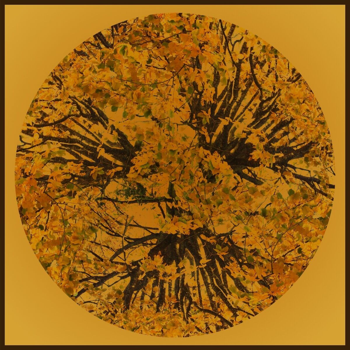 Album cover of Autumn of Losing