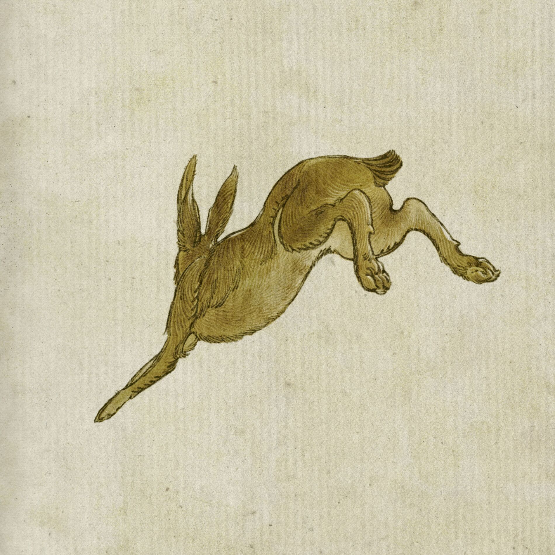 Album cover of Harpy Hare