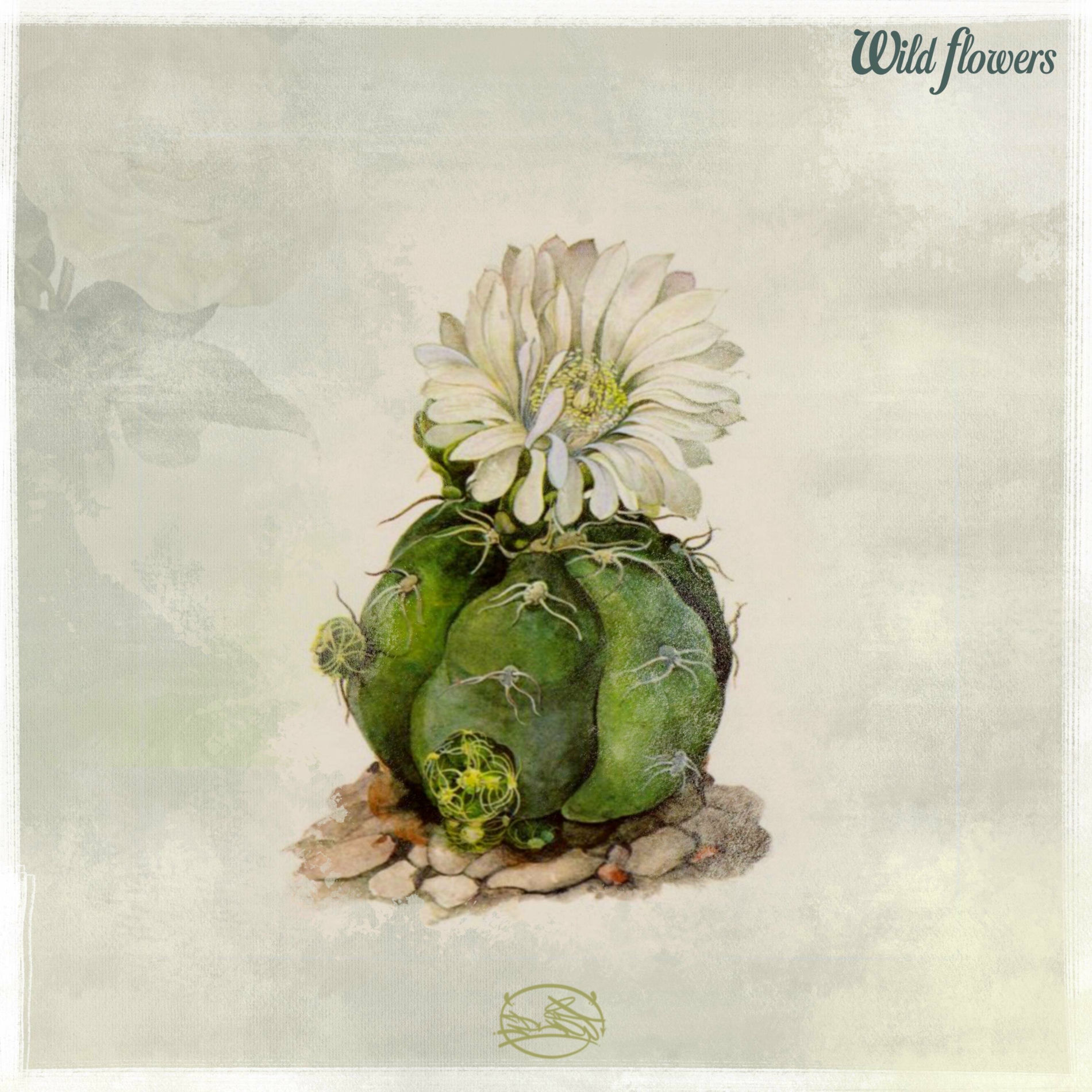 Album cover of WILD FLOWERS