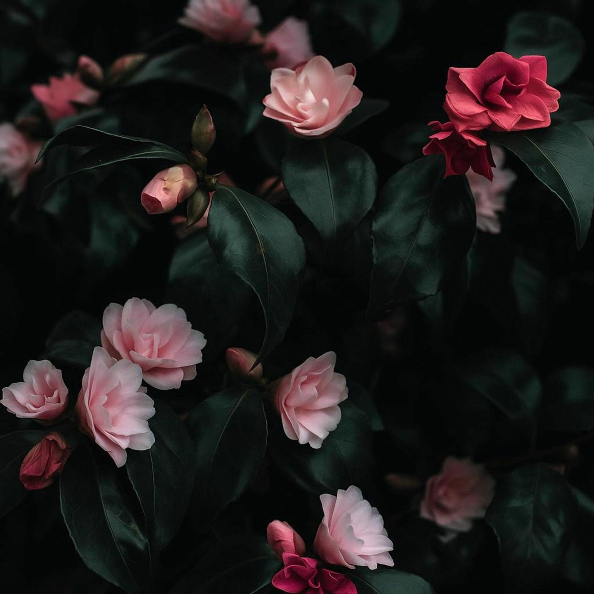 Album cover of Baby