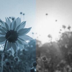 Cover of Sunflower