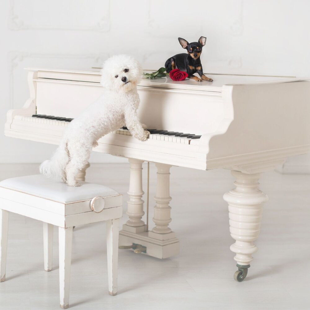 Picture of Canine Comfort: Dog's Piano Lounge