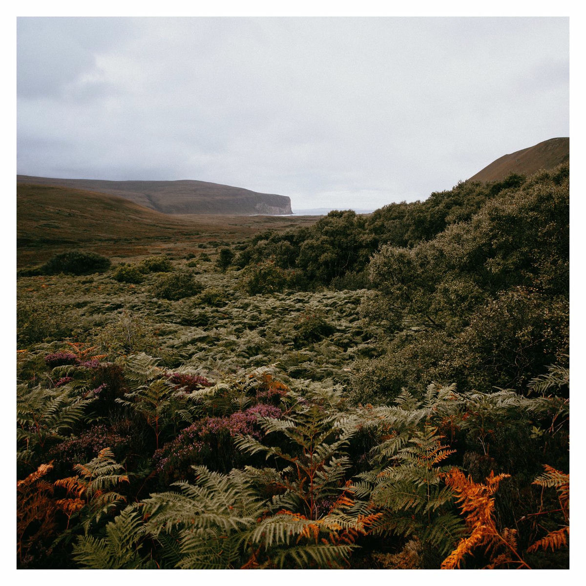 Album cover of Berriedale on Hoy