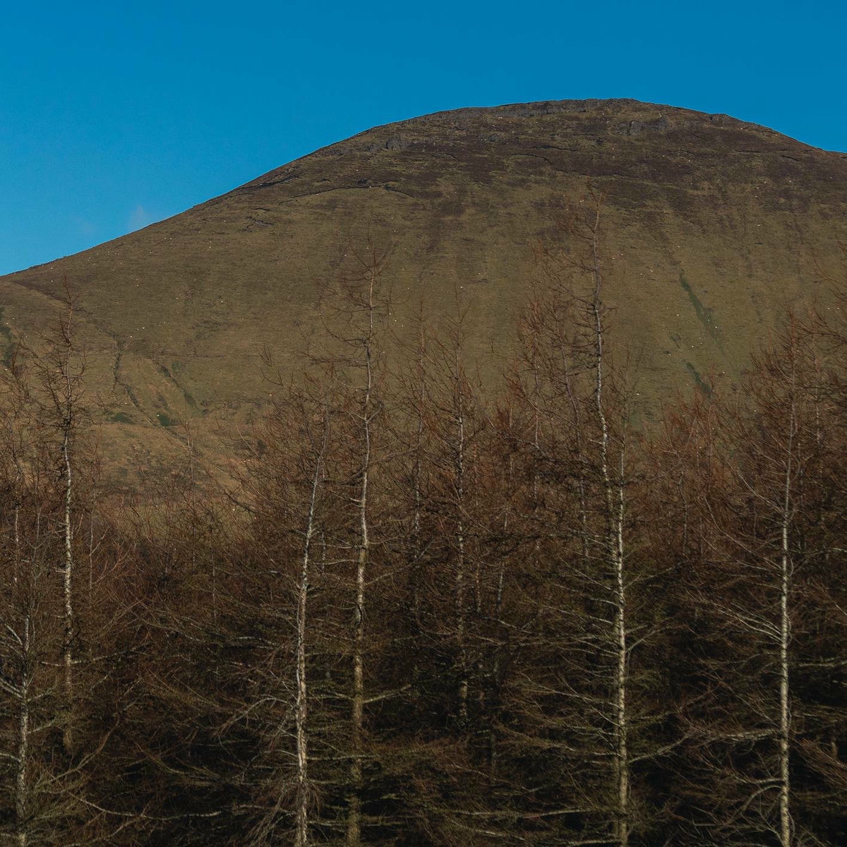 Album cover of Weave