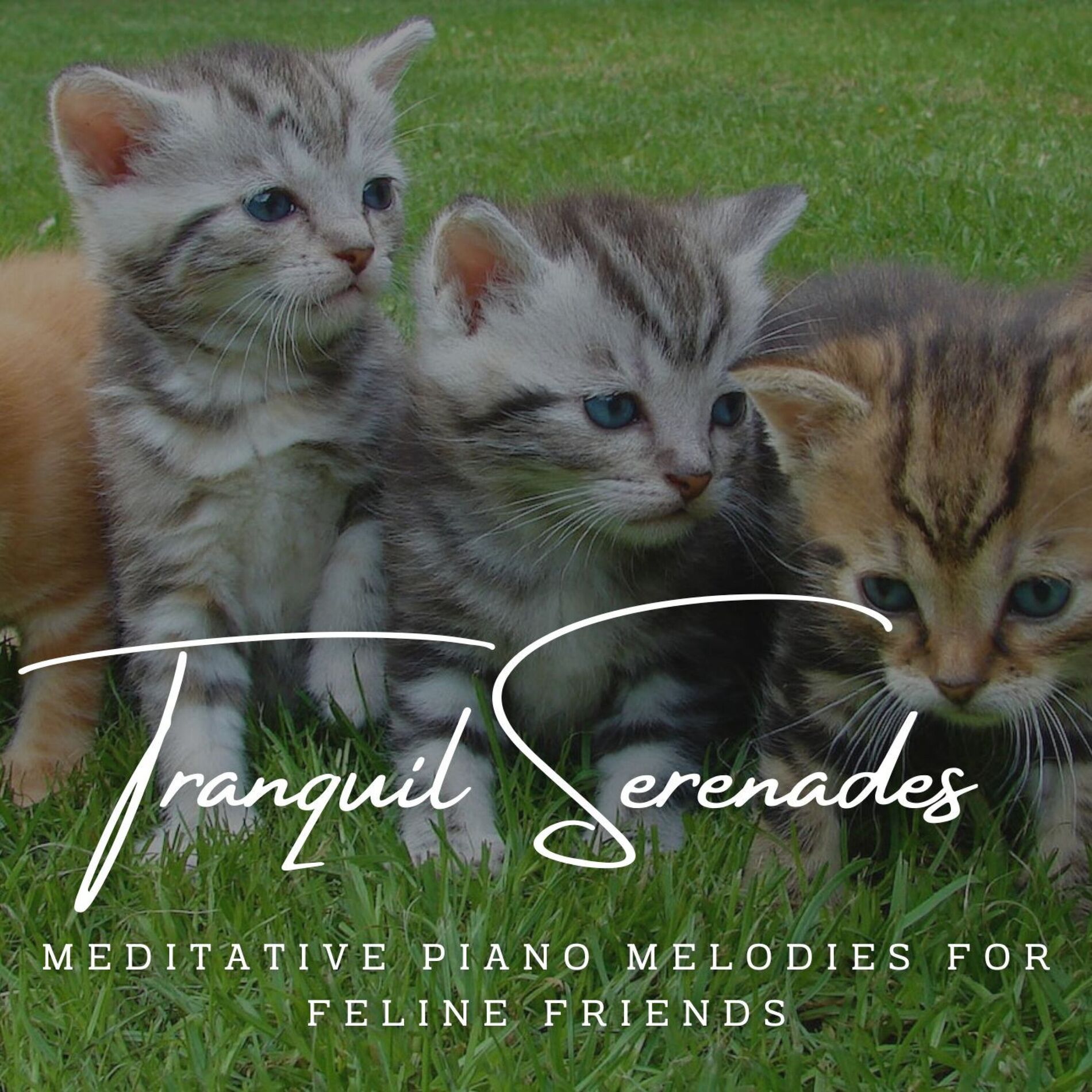 Album cover of Tranquil Serenades: Meditative Piano Melodies for Feline Friends