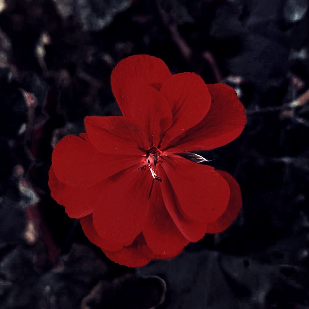 Picture of Small Flower (Lo-fi Version)
