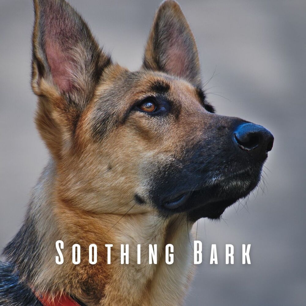 Picture of Soothing Bark: Meditative Piano for Dogs
