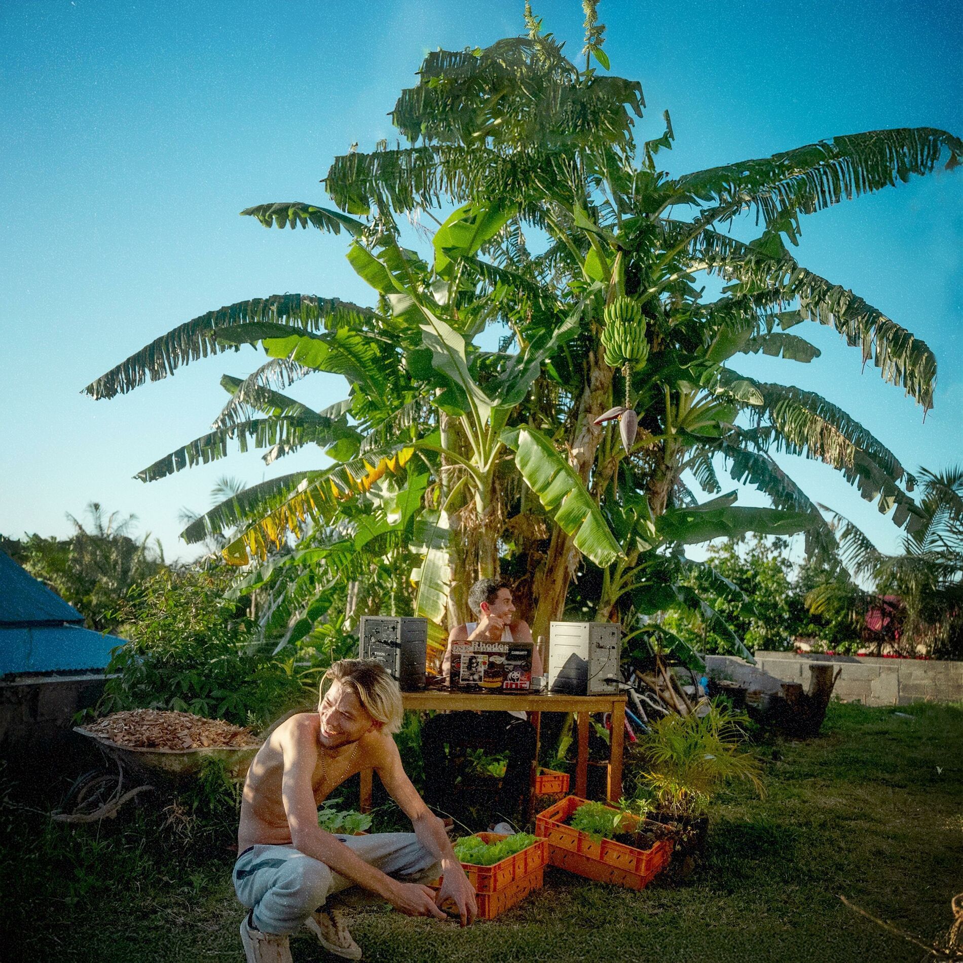 Album cover of PLANTATION