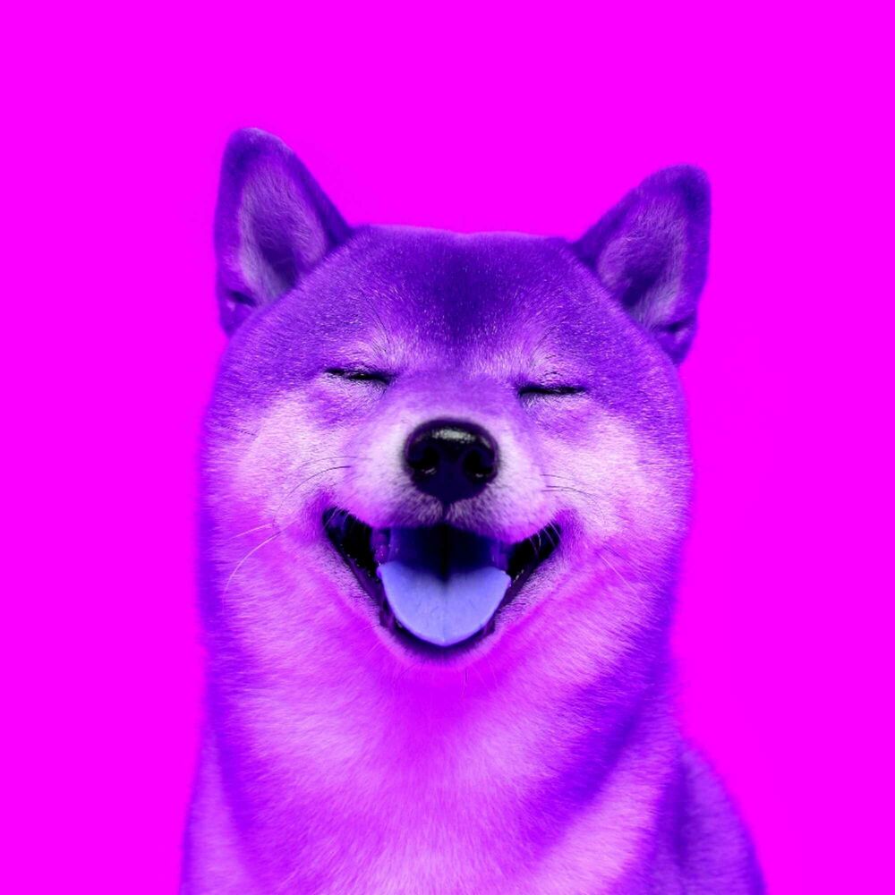 Picture of Paradise Like Ambiance for Calm Doggo