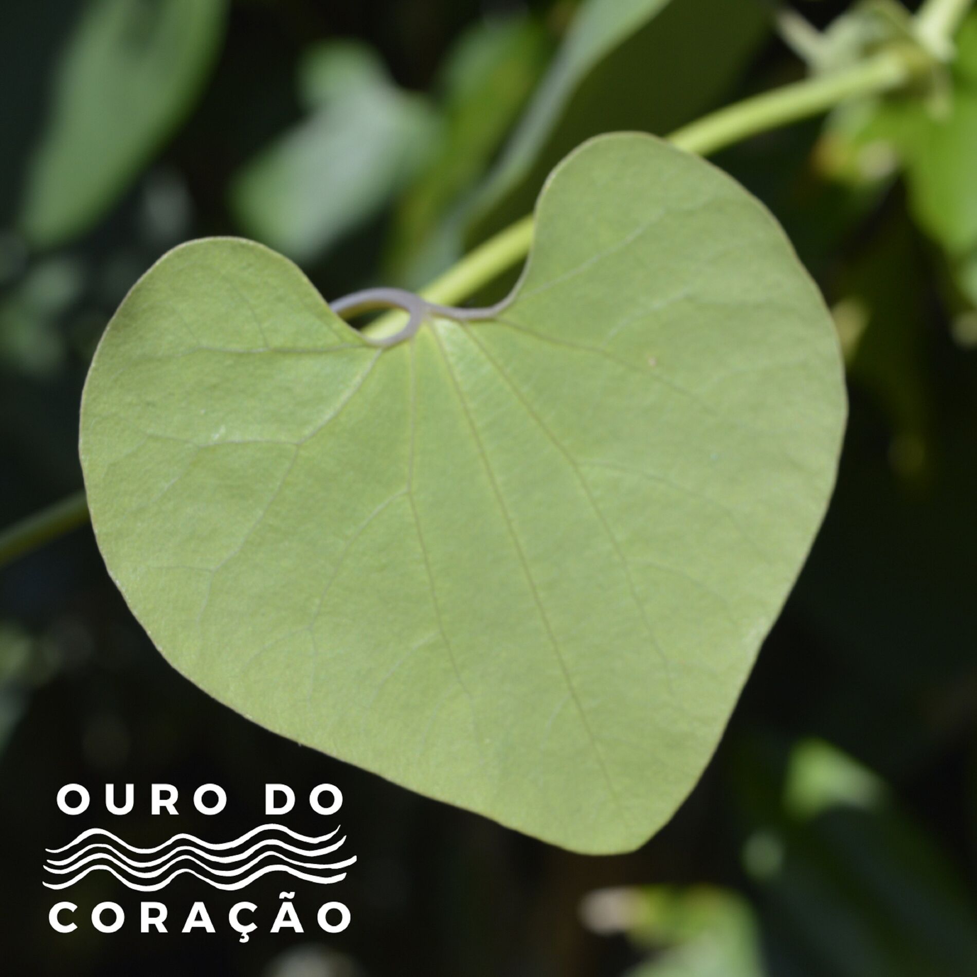 Album cover of Ouro do Coração