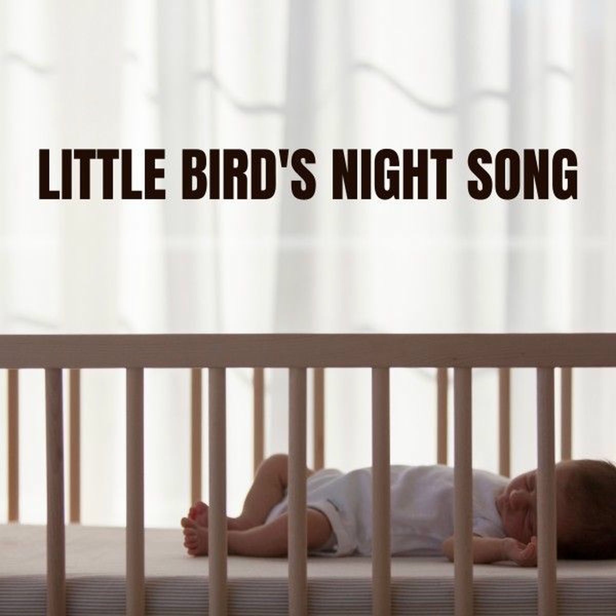 Album cover of Little Bird's Night Song