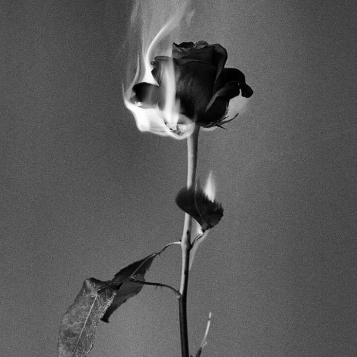 Album cover of ROSES
