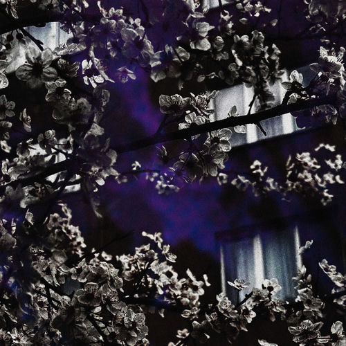 Белая сирень