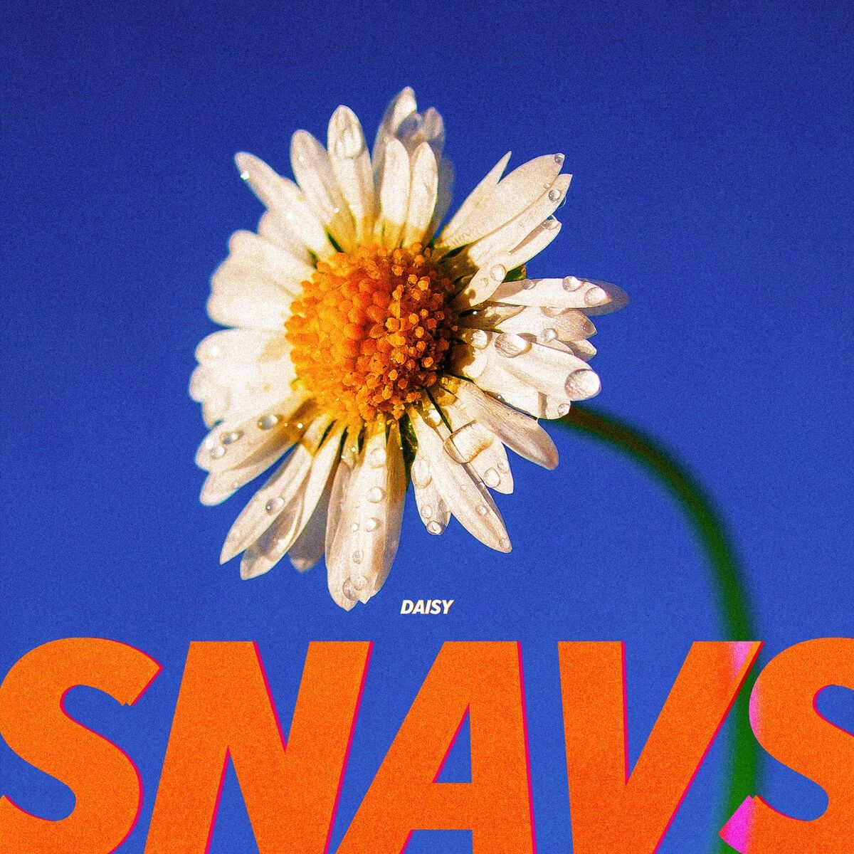 Album cover of Daisy