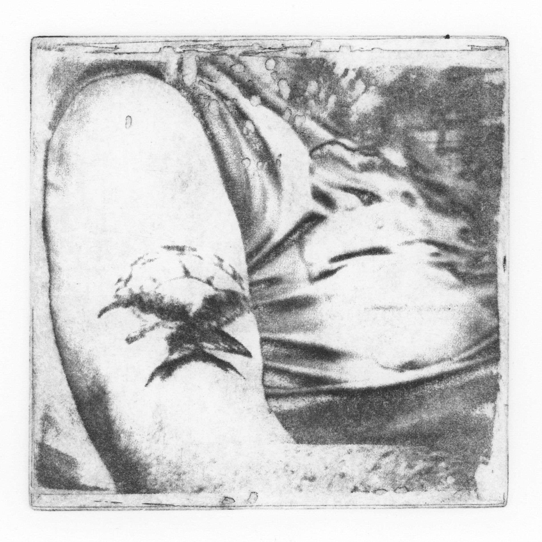 Album cover of A Collection of Bird Songs