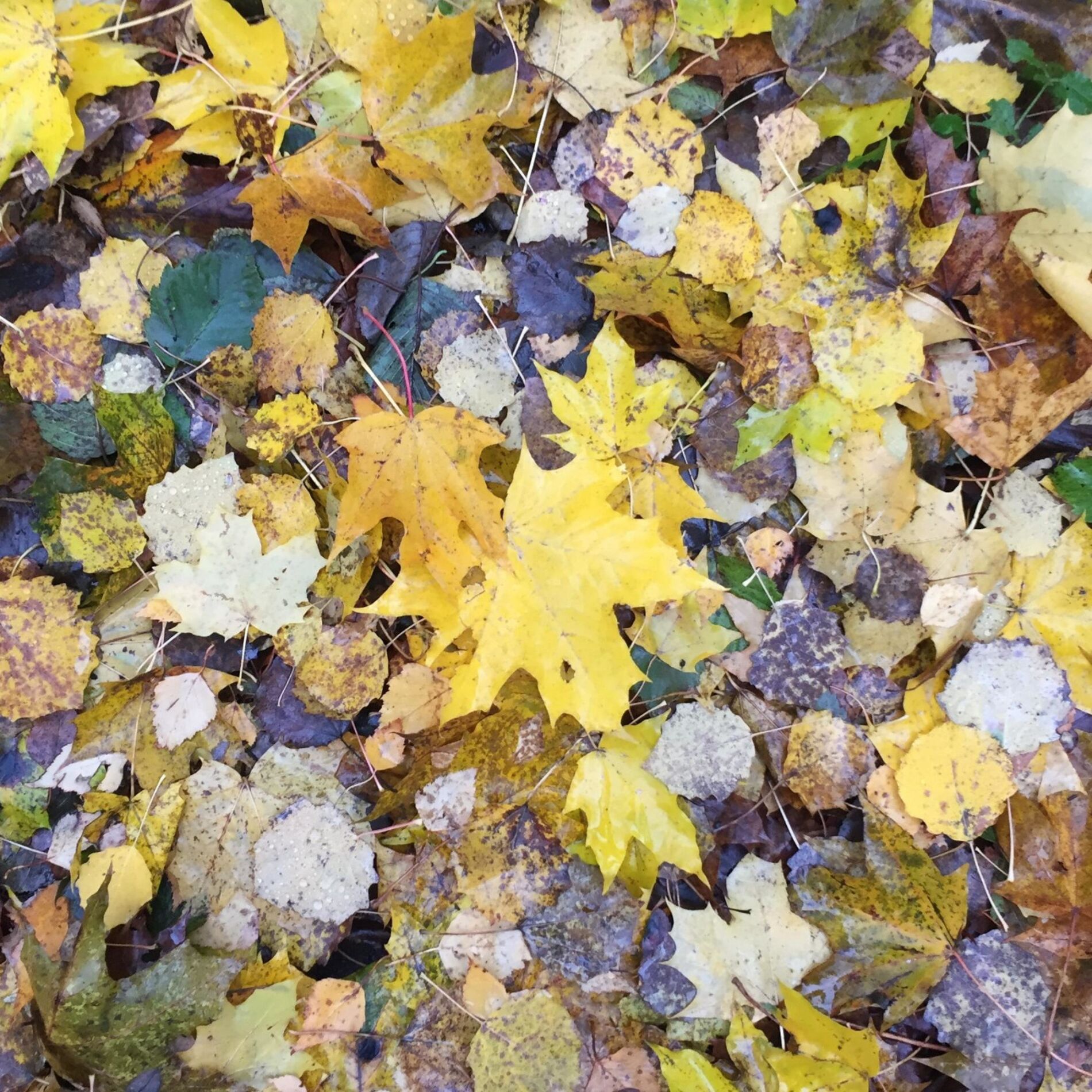 Album cover of Yellow Leaves