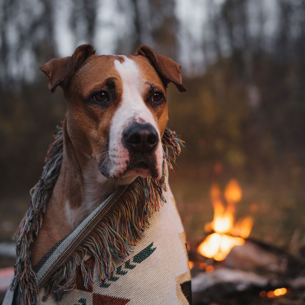 Picture of Nature's Campfire: Binaural Melodies for Calming Dogs
