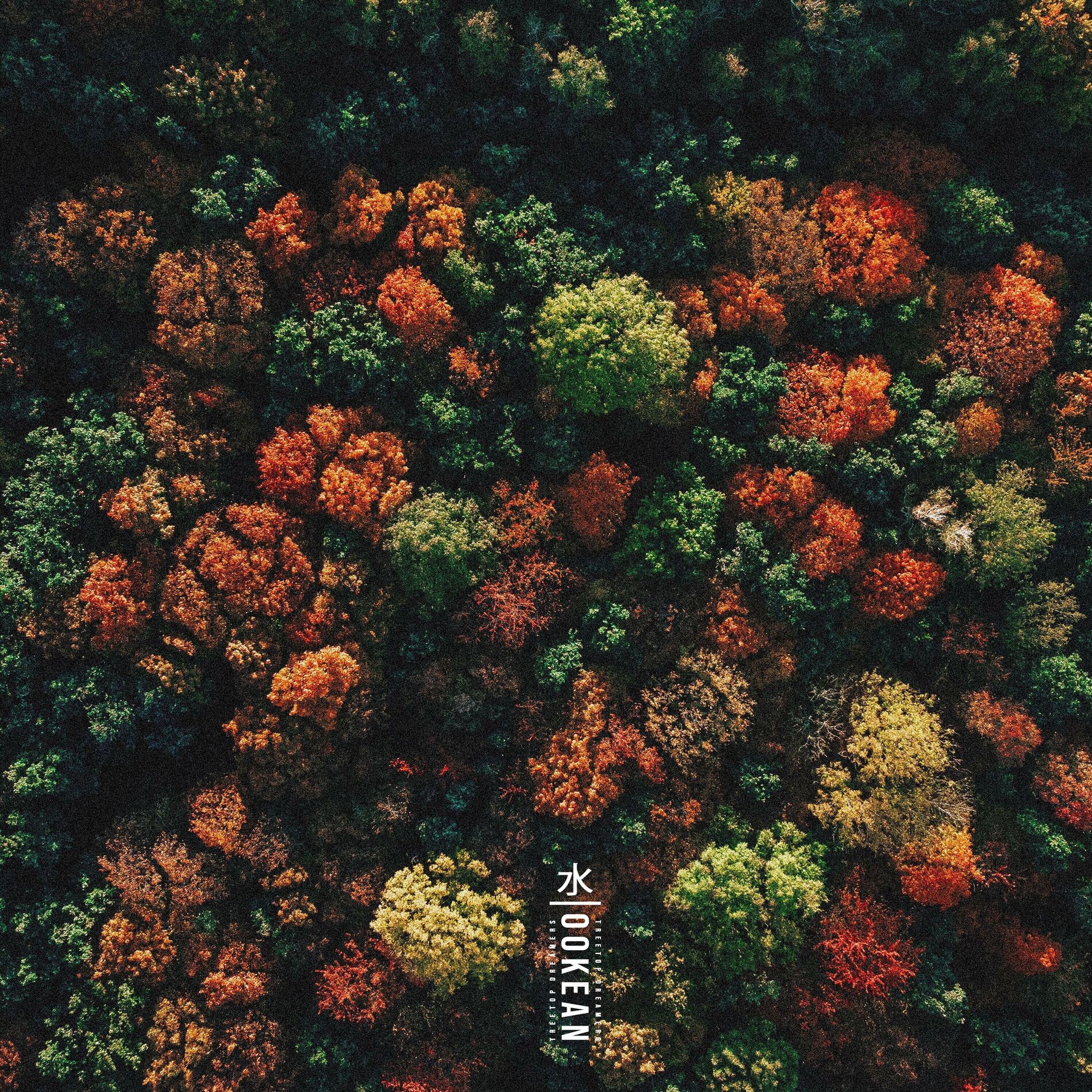Album cover of Treetop Dreamers