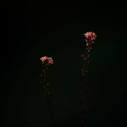 Cover of Dark Bloom