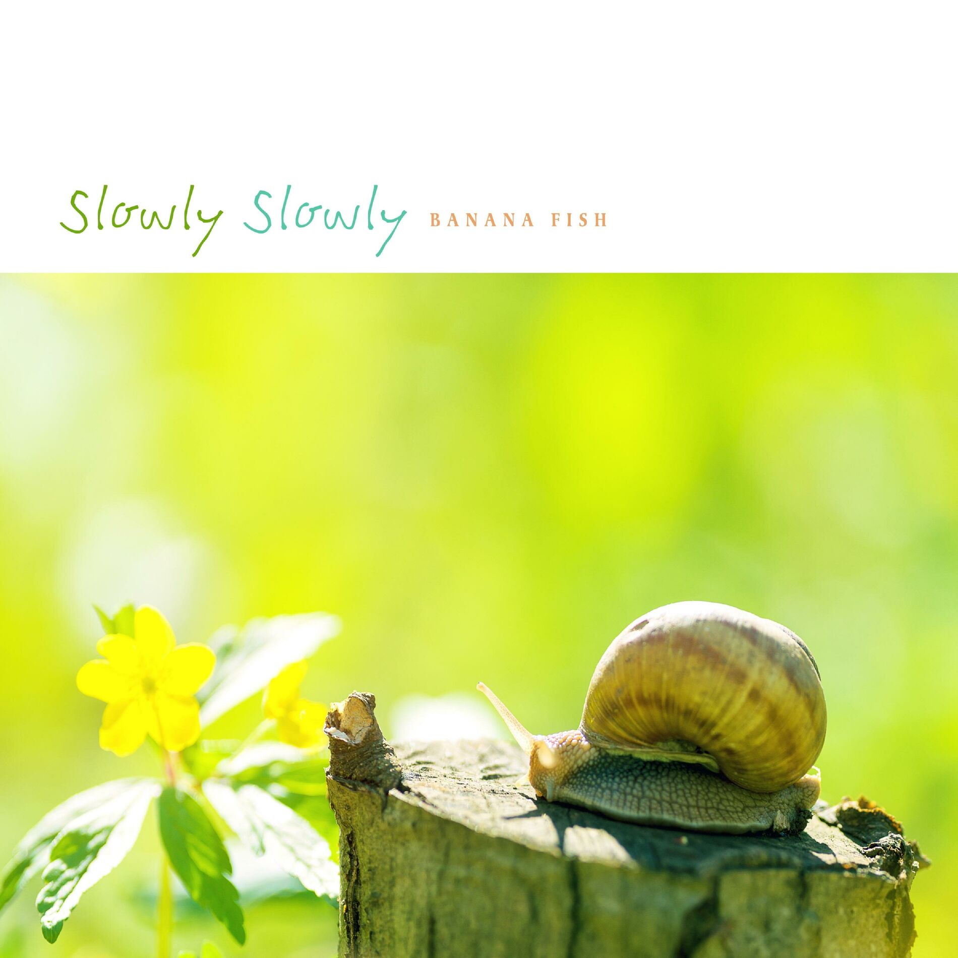 Album cover of Slowly Slowly