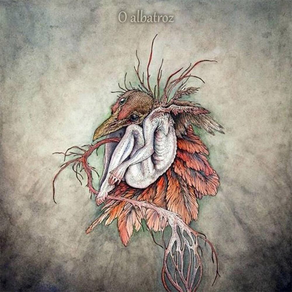 Picture of O Albatroz